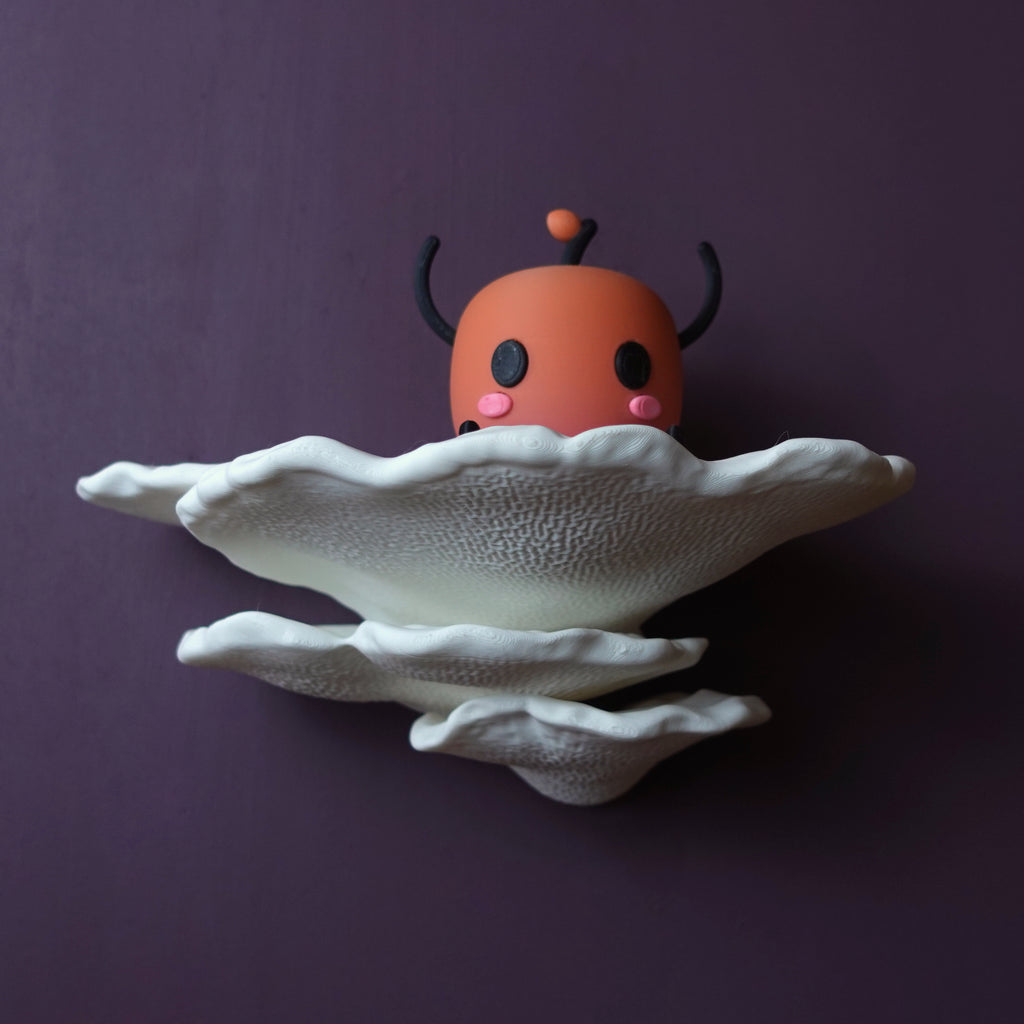 Gibbosa Fungus Shelf