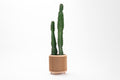 Planter with legs